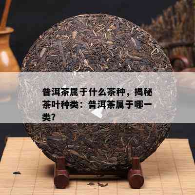 普洱茶属于什么茶种，揭秘茶叶种类：普洱茶属于哪一类？