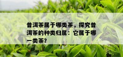 普洱茶属于哪类茶，探究普洱茶的种类归属：它属于哪一类茶？