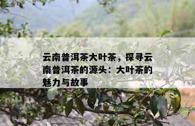 云南普洱茶大叶茶，探寻云南普洱茶的源头：大叶茶的魅力与故事