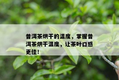 普洱茶烘干的温度，掌握普洱茶烘干温度，让茶叶口感更佳！