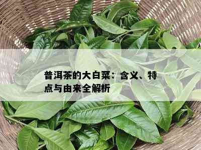 普洱茶的大白菜：含义、特点与由来全解析