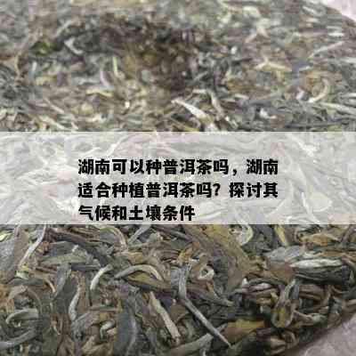 湖南可以种普洱茶吗，湖南适合种植普洱茶吗？探讨其气候和土壤条件