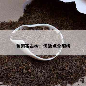 普洱茶古树：优缺点全解析