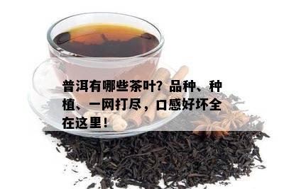 普洱有哪些茶叶？品种、种植、一网打尽，口感好坏全在这里！