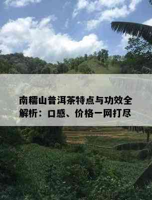 南糯山普洱茶特点与功效全解析：口感、价格一网打尽