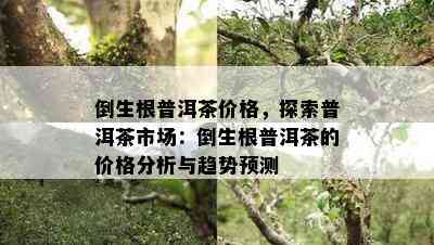 倒生根普洱茶价格，探索普洱茶市场：倒生根普洱茶的价格分析与趋势预测