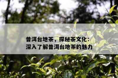 普洱台地茶，探秘茶文化：深入了解普洱台地茶的魅力