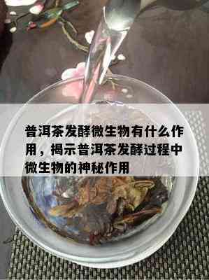 普洱茶发酵微生物有什么作用，揭示普洱茶发酵期间微生物的神秘作用