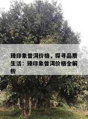 臻印象普洱价格，探寻品质生活：臻印象普洱价格全解析