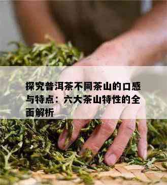 探究普洱茶不同茶山的口感与特点：六大茶山特性的全面解析