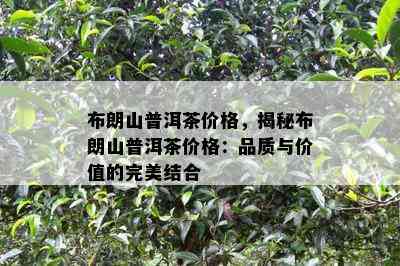 布朗山普洱茶价格，揭秘布朗山普洱茶价格：品质与价值的完美结合