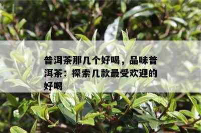 普洱茶那几个好喝，品味普洱茶：探索几款更受欢迎的好喝