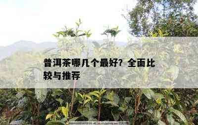 普洱茶哪几个更好？全面比较与推荐