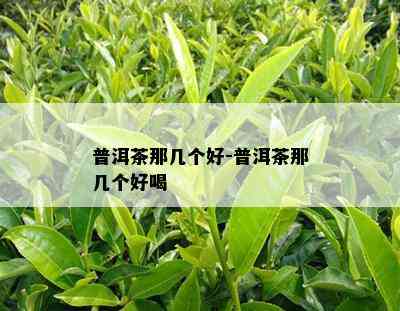 普洱茶那几个好-普洱茶那几个好喝