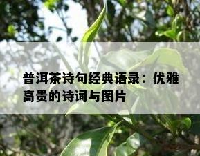 普洱茶诗句经典语录：优雅高贵的诗词与图片