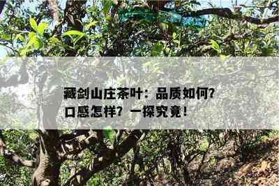 藏剑山庄茶叶：品质怎样？口感怎样？一探究竟！