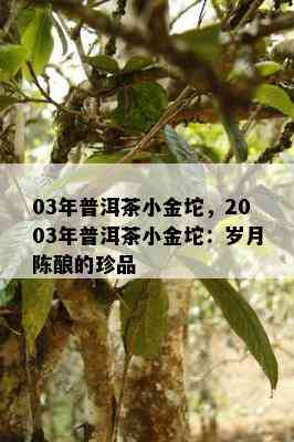 03年普洱茶小金坨，2003年普洱茶小金坨：岁月陈酿的珍品