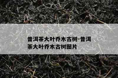 普洱茶大叶乔木古树-普洱茶大叶乔木古树图片