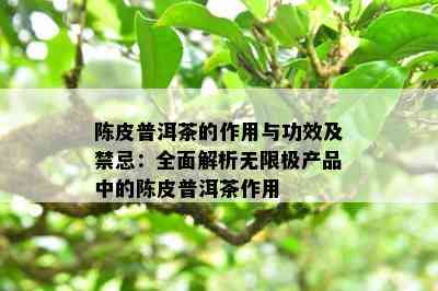 陈皮普洱茶的作用与功效及禁忌：全面解析无限极产品中的陈皮普洱茶作用