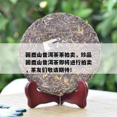 困鹿山普洱茶茶拍卖，珍品困鹿山普洱茶即将实施拍卖，茶友们敬请期待！