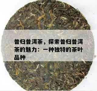 普归普洱茶，探索普归普洱茶的魅力：一种独特的茶叶品种