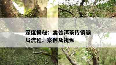 深度揭秘：卖普洱茶传销骗局流程、案例及视频