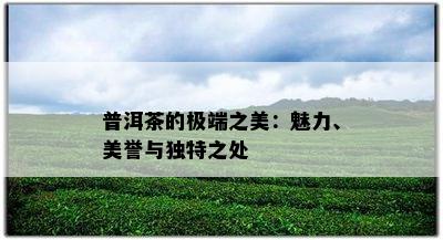 普洱茶的极端之美：魅力、美誉与独特之处