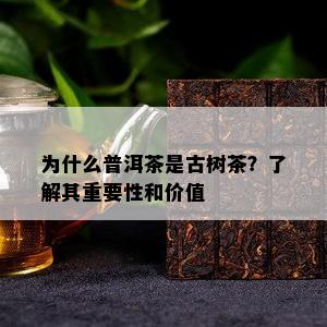 为什么普洱茶是古树茶？熟悉其关键性和价值