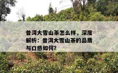 普洱大雪山茶怎么样，深度解析：普洱大雪山茶的品质与口感怎样？