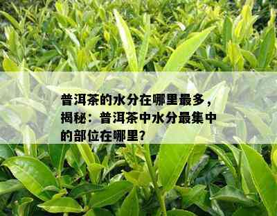 普洱茶的水分在哪里最多，揭秘：普洱茶中水分最集中的部位在哪里？