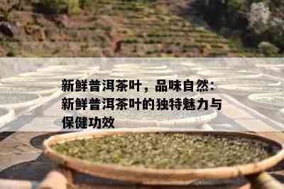 新鲜普洱茶叶，品味自然：新鲜普洱茶叶的独特魅力与保健功效