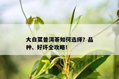 大白菜普洱茶怎样选择？品种、好坏全攻略！