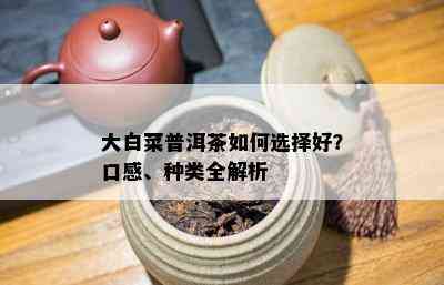 大白菜普洱茶怎样选择好？口感、种类全解析