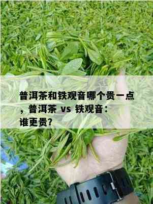 普洱茶和铁观音哪个贵一点，普洱茶 vs 铁观音：谁更贵？