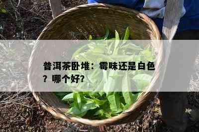 普洱茶卧堆：霉味还是白色？哪个好？