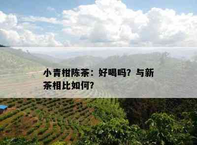 小青柑陈茶：好喝吗？与新茶相比怎样？