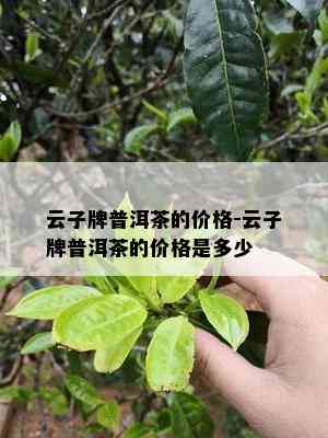 云子牌普洱茶的价格-云子牌普洱茶的价格是多少