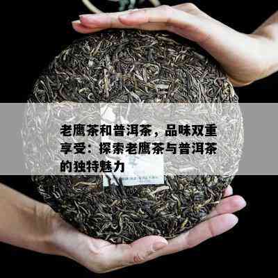 老鹰茶和普洱茶，品味双重享受：探索老鹰茶与普洱茶的独特魅力