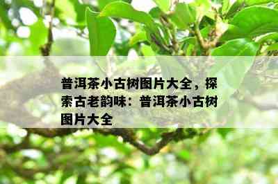 普洱茶小古树图片大全，探索古老韵味：普洱茶小古树图片大全