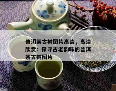 普洱茶古树图片高清，高清欣赏：探寻古老韵味的普洱茶古树图片