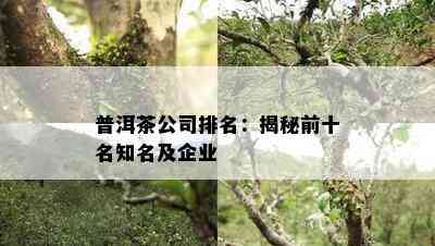 普洱茶公司排名：揭秘前十名知名及企业