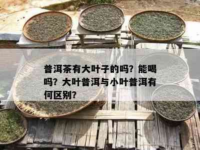 普洱茶有大叶子的吗？能喝吗？大叶普洱与小叶普洱有何区别？