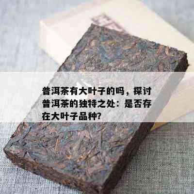 普洱茶有大叶子的吗，探讨普洱茶的特别之处：是不是存在大叶子品种？