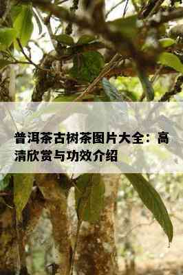 普洱茶古树茶图片大全：高清欣赏与功效介绍