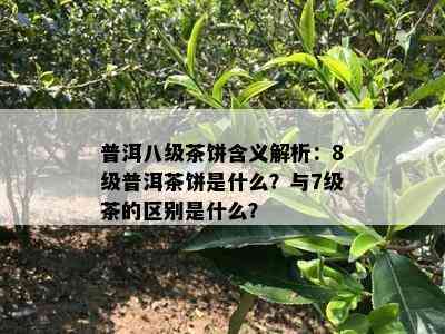 普洱八级茶饼含义解析：8级普洱茶饼是什么？与7级茶的区别是什么？