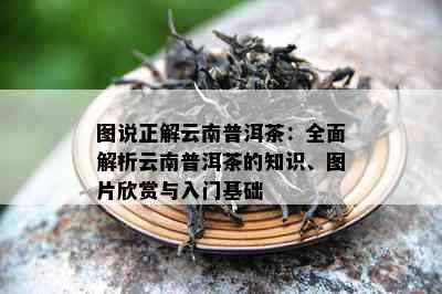 图说正解云南普洱茶：全面解析云南普洱茶的知识、图片欣赏与入门基础