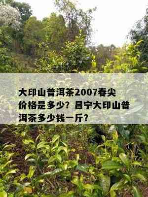 大印山普洱茶2007春尖价格是多少？昌宁大印山普洱茶多少钱一斤？