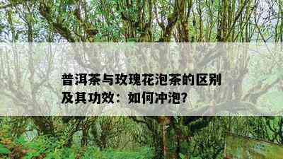 普洱茶与玫瑰花泡茶的区别及其功效：如何冲泡？