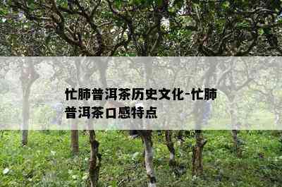 忙肺普洱茶历史文化-忙肺普洱茶口感特点