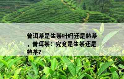 普洱茶是生茶叶吗还是熟茶，普洱茶：究竟是生茶还是熟茶？